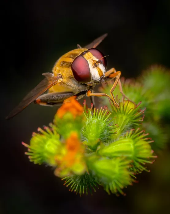 Andrica, Eduard: Hoverfly
