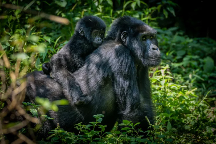Curto, Jose: Gorilla family walking