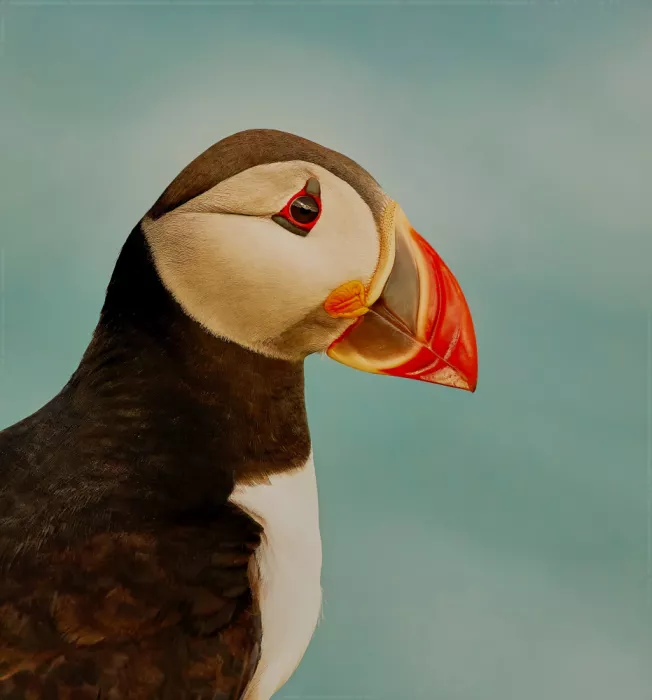 Williams, Stuart: Puffin Portrait