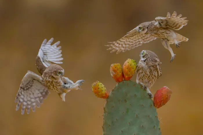 Manusevich, David: Little owls