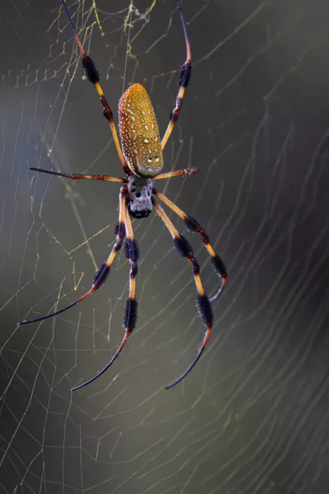 Lester, D Linda: Araignée dorée tisserande de soie