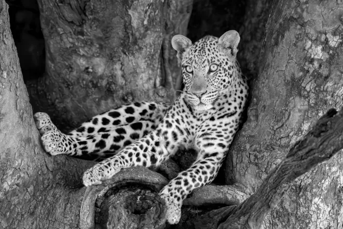 Zuo, Jun: Leopard auf einem Baum