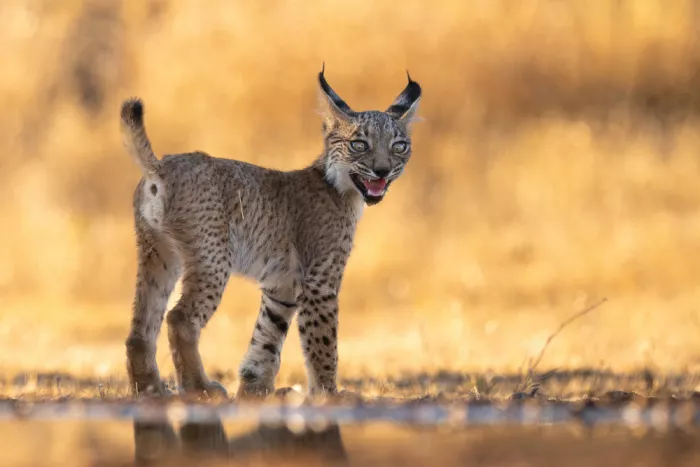 Curto, Jose: Cub meowing