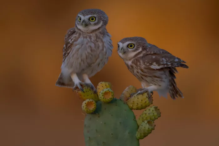 Manusevich, David: Little owls