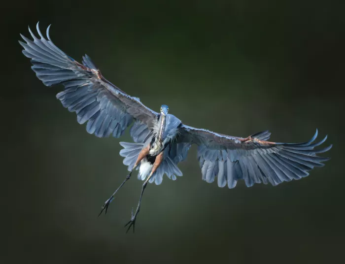 Wang, Catherine: Vuelo