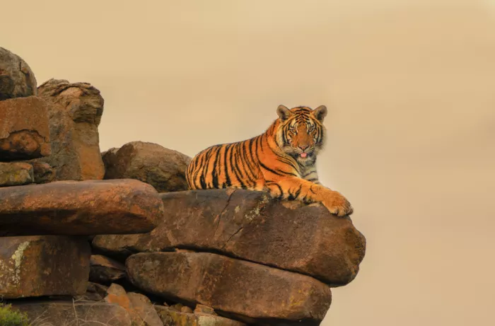 LI, MIN: Tigre en la puesta de sol
