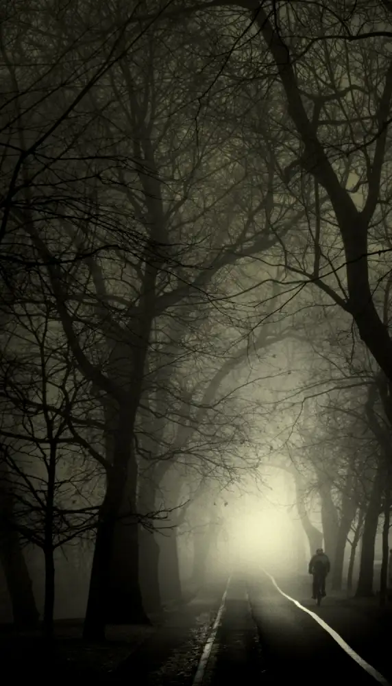 Senechal, David: Misty morning