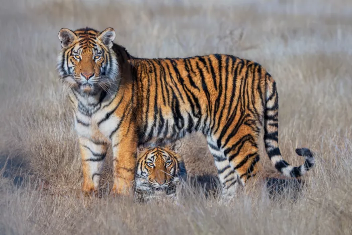 LI, MIN: Dos Tigres