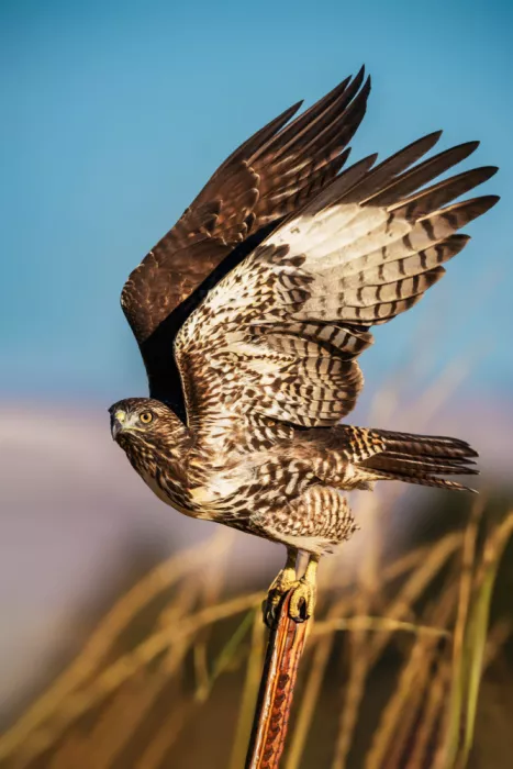 (吉星高照), Taksing: Red-tailed hawk