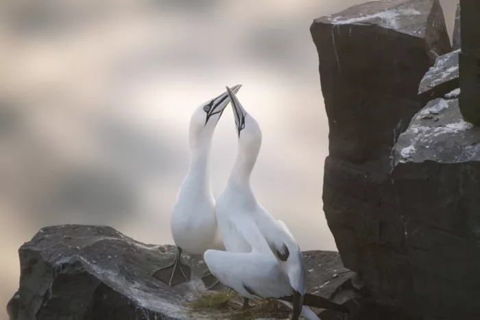 Zhao, Qing: Love is in the corner