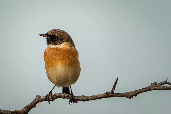 Martínez, Ammouneh Taufik: Stonechat (Saxicola rubicola)
