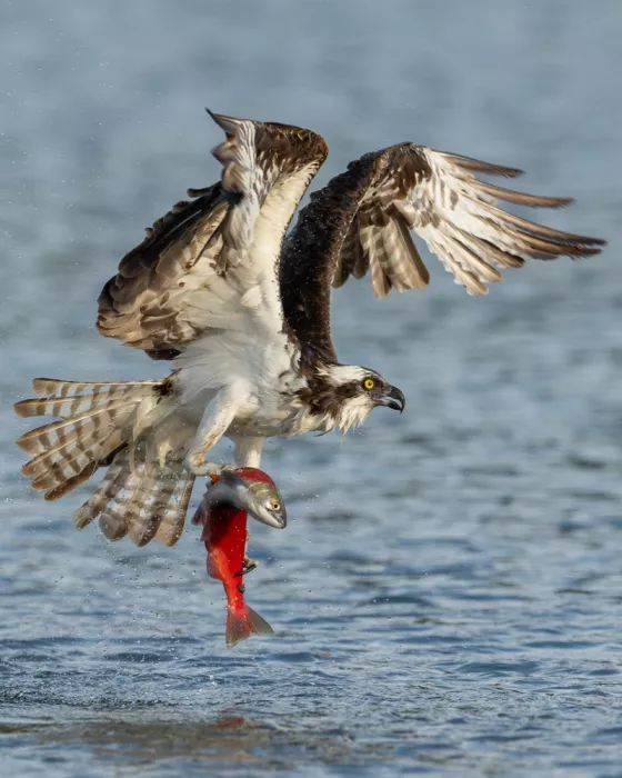 Wang, Victor: Balbuzard pêcheur attrapant un saumon kokanee