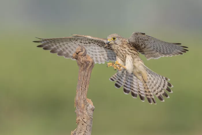 Mizrachy, Haim: Common kestrel landing for breakfast