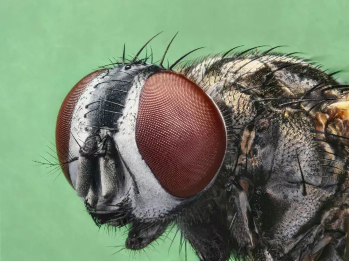Figueras, Antoni: Cabeza de mosca