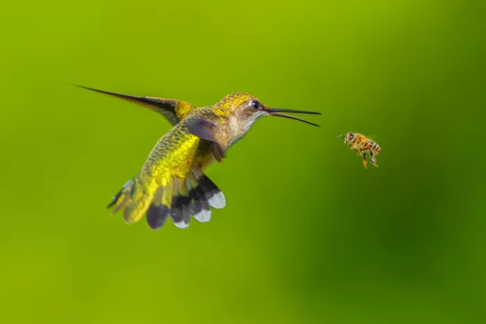 He, Mike: A Hummingbird and a Bee