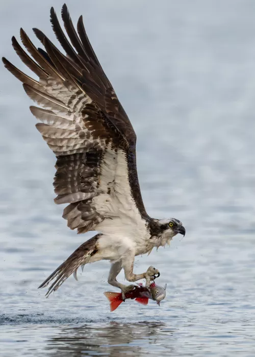 Wang, Victor: Balbuzard pêcheur attrapant un saumon kokanee