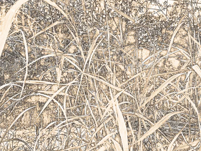 ch, Santhosh: Nature's Tangle