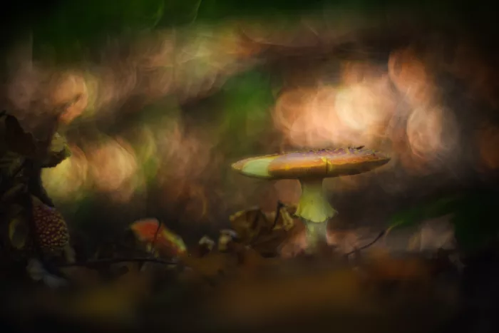 Linden, van Jan: Caduta di funghi