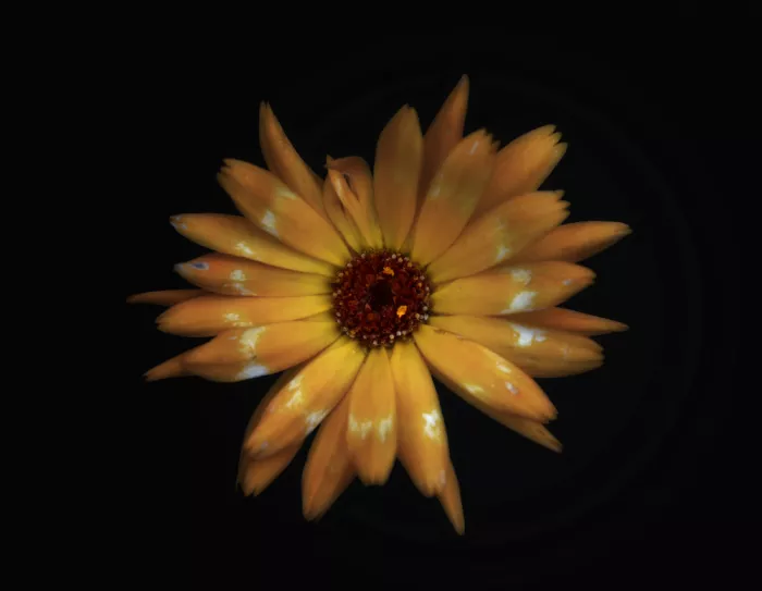 Grønkjær, Lotte: Del cantero de flores