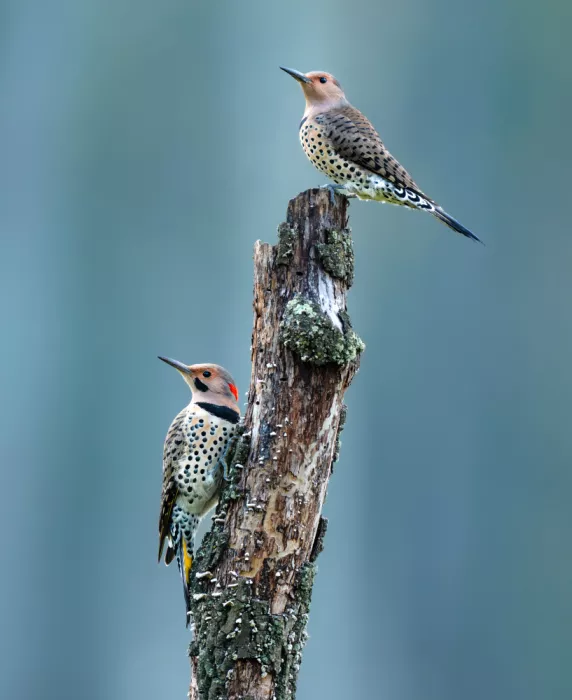 Wang, Catherine: Pájaros carpinteros