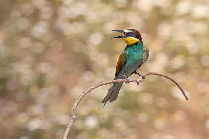 Simone, De Ciro: Merops apiaster