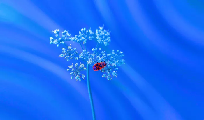 Dufour, Thierry: Solitude in blue...