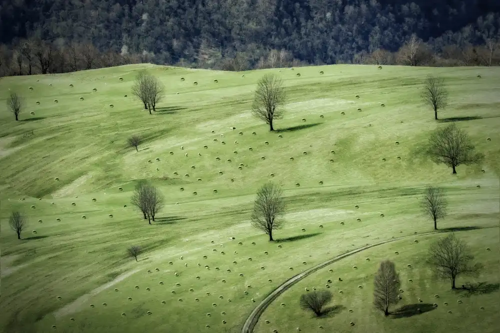 Cseresnjes, Anna: Schafe ...