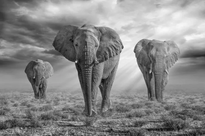 Egger, Marcel: Elefantes de Etosha – Blanco y Negro