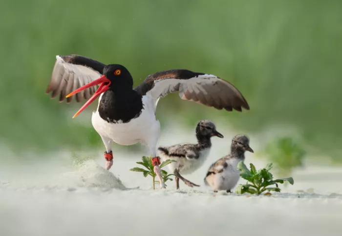 Tang, Hua: Protective Oystercatcher