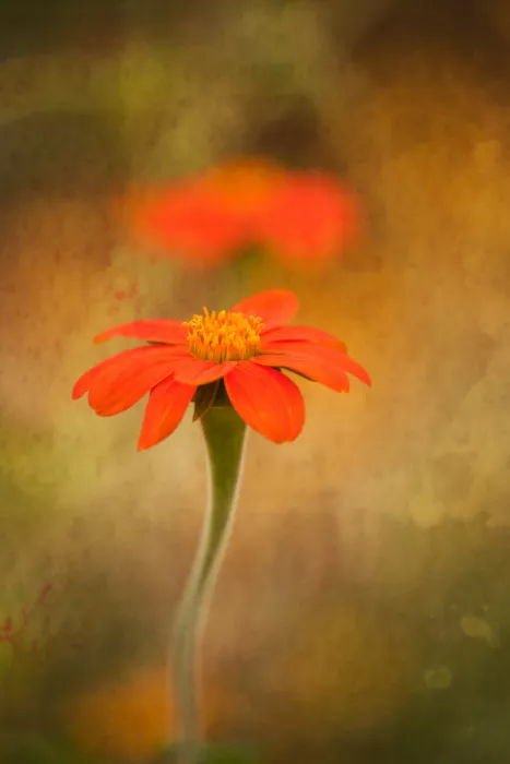 Cui, yang Xiang: Flowers