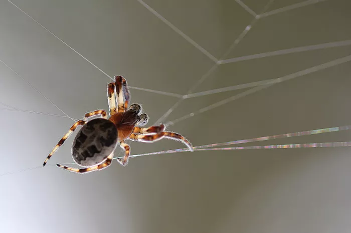 Mizrachy, Haim: Spider on the net