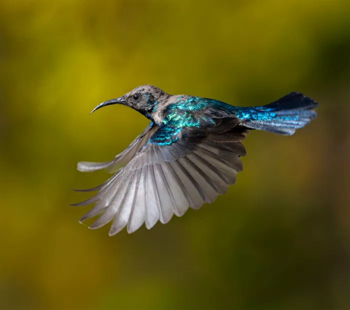 Elsheshtawy, Ahmed: sunbird palestine