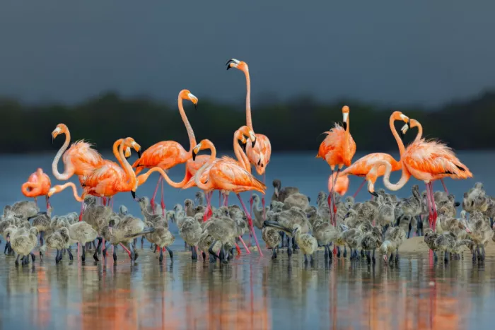 Zuo, Jun: Flamingos