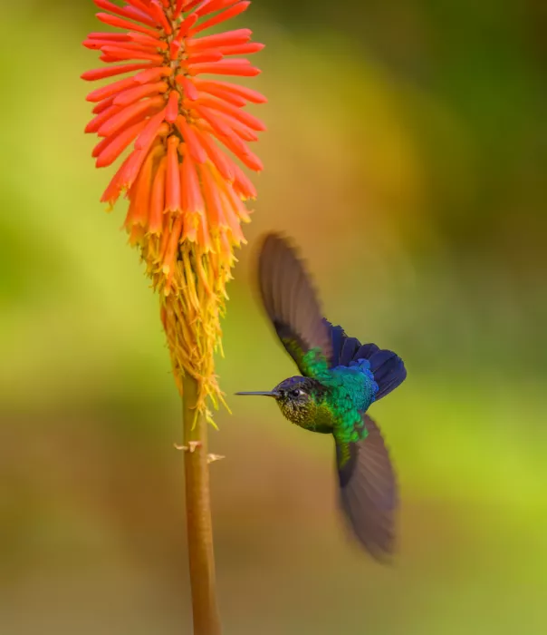 He, Mike: Fiery-throated hummingbird