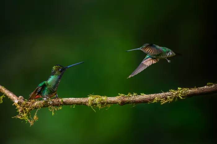 He, Mike: Violet-throated Starfrontlet