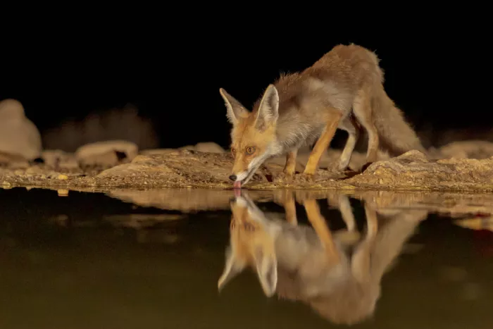 Mizrachy, Haim: RED FOX AND HIS REFLECTION