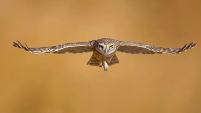 Manusevich, David: Little owl