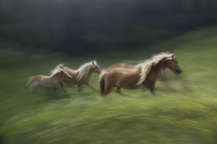 Malovrh, Milan: Galopp