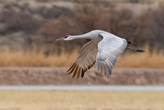 Wilson, Guy: Sandhill Crane