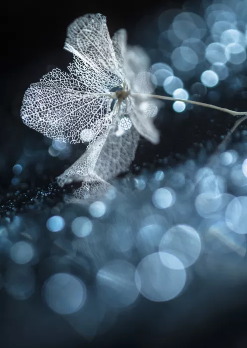 Kowatari, Shihya: Flor de invierno