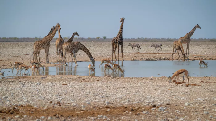 Duwenkamp, Christoph: At the Waterhole