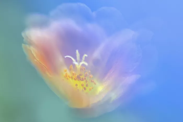 Samaddar, Nath Sailendra: Dreamy moss rose