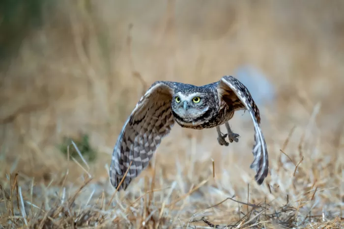 Lipinghu: The beautiful flying posture of the burrowing owl