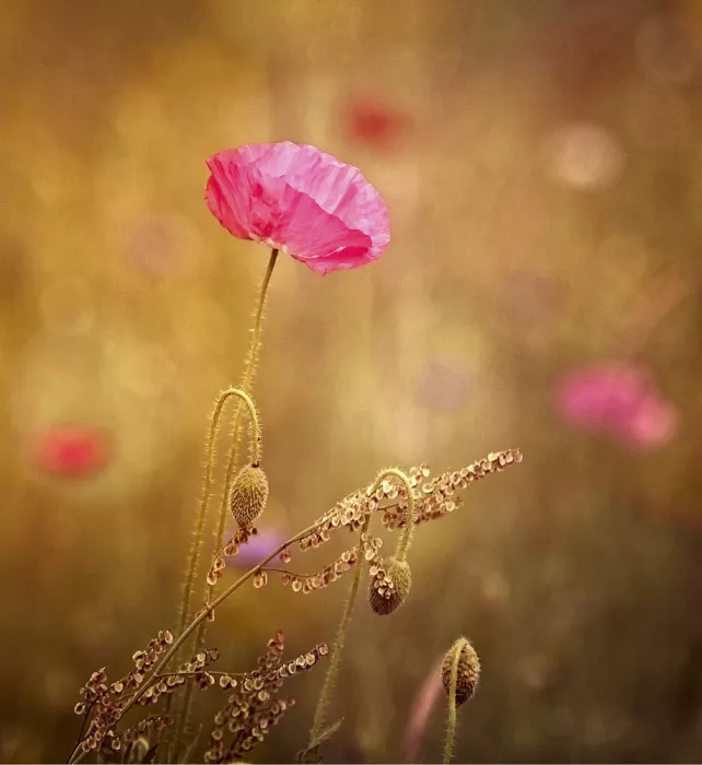 Cseresnjes, Anna: Flores silvestres