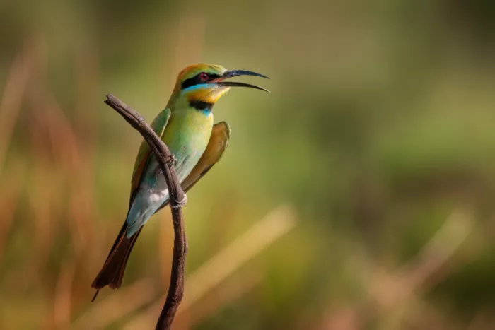 Schaarschmidt, Christoph: rainbow bee eater