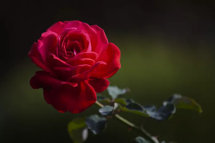 akyurt, engin: red rose in the garden