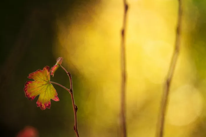 Cui, yang Xiang: Fall colors