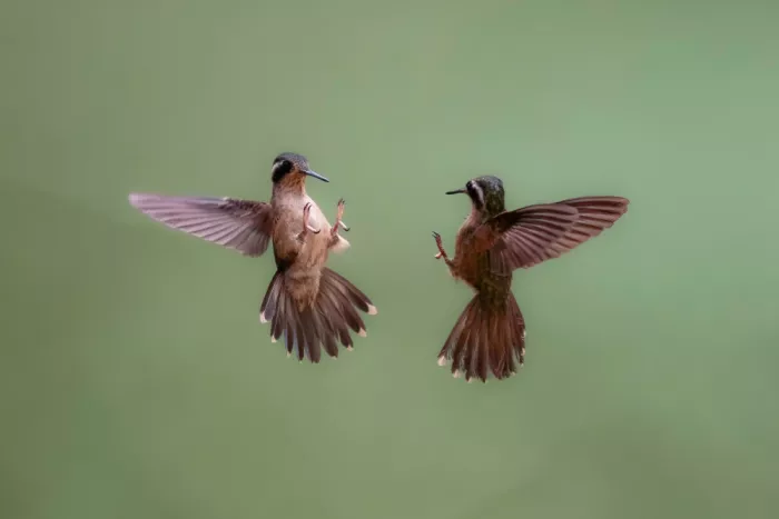 Dhesi, Rajat: 