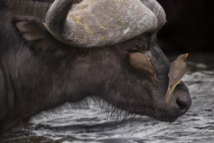 Khataw, Ali: Copains buffalo