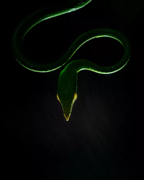 Bagaria, Abhisek: Serpiente de vid
